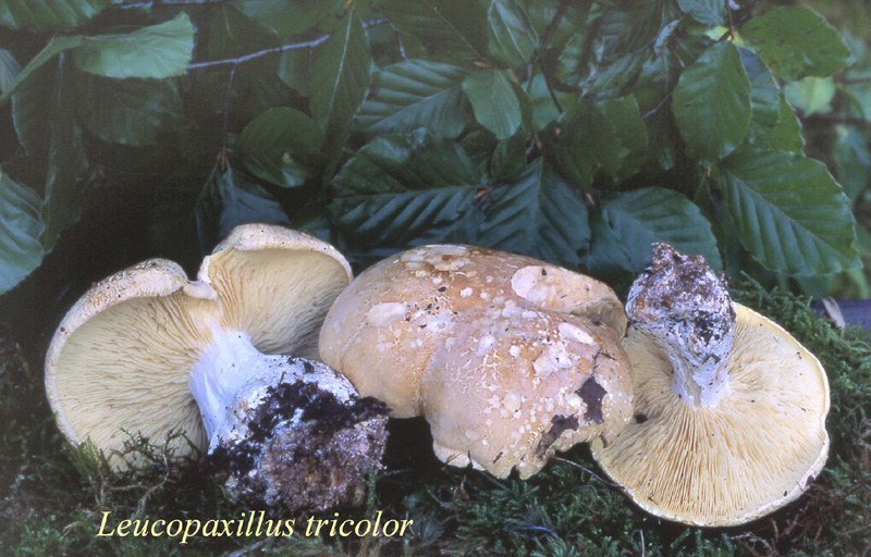 Leucopaxillus compactus-amf1245.jpg - Leucopaxillus compactus ; Syn1: Leucopaxillus tricolor ; Syn2: Tricholoma tricolor ; Nom français: Leucopaxille tricolore